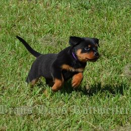 Rottweilers from BRANS HAUS ROTTWEILERS