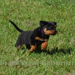 Rottweilers from BRANS HAUS ROTTWEILERS