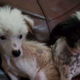 Chinese Cresteds from 5 Star Kennel