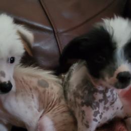 Chinese Cresteds from 5 Star Kennel
