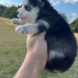 Matcha - Black and white female Pomsky puppy in Gunter, Texas from The Painted Pomsky