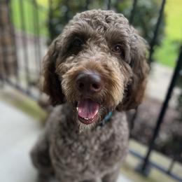 Teddy - Goldendoodle