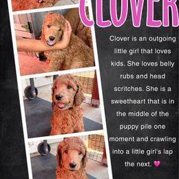 Clover - Red  female Poodle puppy in Sheridan, California from Renegade Standard Poodles