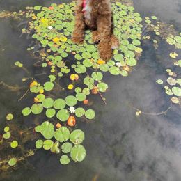 Poodle Puppies from My Buddies Puppies
