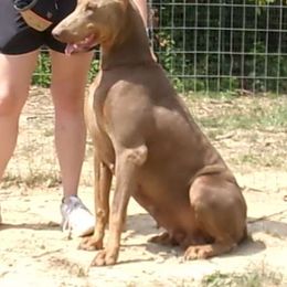 Latte - Doberman Pinscher