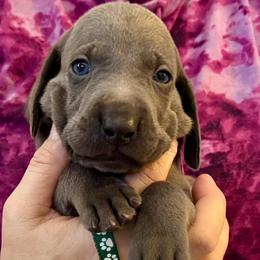 Elwood - Blue male Weimaraner puppy in Aitkin, Minnesota from Whispering’s GunDogs