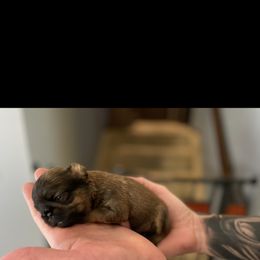 Brussels Griffon Puppies from Shelly's Brussels Griffons