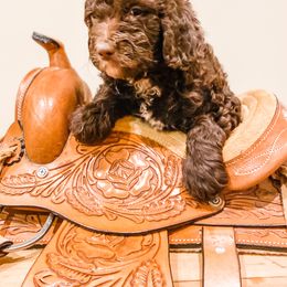 Bernedoodle and Goldendoodle Puppies from AweStrunk Farms