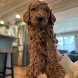 Yellow Collar Boy - Red  male Poodle puppy in Grandview, Tennessee from FurEver Poodles