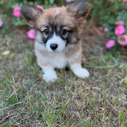 Jo - Black (Fluffy with tail) - Sable female Pembroke Welsh Corgi puppy in Milan, Georgia from Williams’ Welsh Corgis LLC