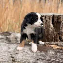 Sperry - Black tri female Miniature Australian Shepherd puppy in Greenville, South Carolina from QC Homestead Miniature Australian Shepherds