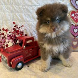 Goliath - Chocolate male Pomsky puppy in Bucyrus, Missouri from Hill Top Pomskies