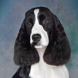 Cheyenne  - English Springer Spaniel