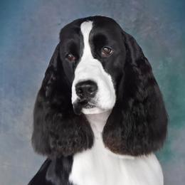 Cheyenne  - English Springer Spaniel