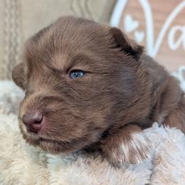 Kit - Red and white female Siberian Husky puppy in Coshocton, Ohio from Wyant Farms