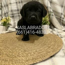 Boy 1 - Black male Labrador Retriever puppy in Palmdale, California from Sweet As Sugar Labradors