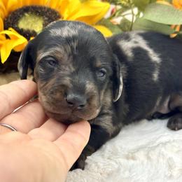 Declan - Dapple male Dachshund puppy in Exeter, California from Sawtooth Miniature Dachshunds