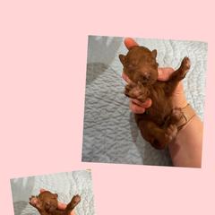 Scarlett - Red female Irish Doodle puppy in Harrisburg, Arkansas from Ransone’s Ridge Runners Poodles and Doodles