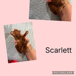 Scarlett - Red female Irish Doodle puppy in Harrisburg, Arkansas from Ransone’s Ridge Runners Poodles and Doodles