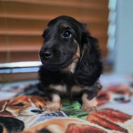 Buzz Lightyear - Black and cream male Dachshund puppy in Tucson, Arizona from Crowned Doxies