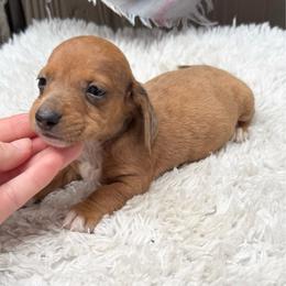 Sailor - Dapple male Dachshund puppy in Decatur, Mississippi from KP Dachshunds