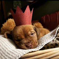 Dogue de Bordeaux Puppies from Toni  Young