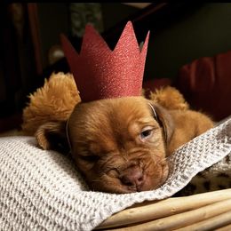 Dogue de Bordeaux Puppies from Toni  Young