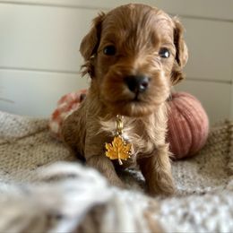 Pearl (white) - Red female Cavapoo puppy in West Haven, Utah from Harper Haven Cavapoos & Doodles
