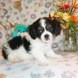 Dallas - Tri-color male Cavalier King Charles Spaniel puppy in Woonsocket, Rhode Island from Walnut Grove Cavaliers