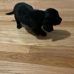 Girl 1 - Black female Dachshund puppy in Vinton, Iowa from Lerch Family Dachshunds