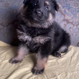 Yellow collar girl - Black and red female German Shepherd puppy in Coleta, Illinois from Four Leaf Farm- Vom Vierblättriges Bauernhof