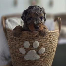 Undertow - Blue merle male Aussiedoodle puppy in Saint Cloud, Florida from Jagged Oaks Farm
