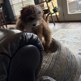 Bernedoodle, Cavapoo, and Goldendoodle Puppies from Zink Doodles