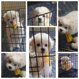 Girl 1 - Bichon Frise puppy in Apple River, Illinois from Barb's Bichons Bichonfrise.ws