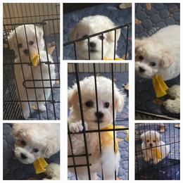 Girl 1 - Bichon Frise puppy in Apple River, Illinois from Barb's Bichons Bichonfrise.ws