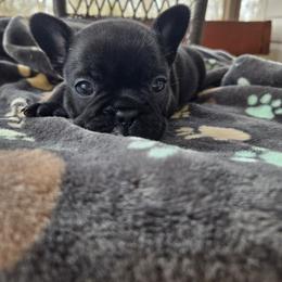 Veronica - Black and white female French Bulldog puppy in Newalla, Oklahoma from Fuzzy Angels
