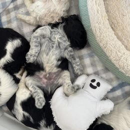 Cockapoo and Labrador Retriever Puppies from Kinkade Kennels