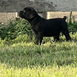 Teal Collar - Black brindle Cane Corso puppy in Muldrow, Oklahoma from Darkside Kennel
