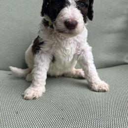 Yellow - Parti male Labradoodle puppy in Ellenwood, Georgia from Four Paws Down