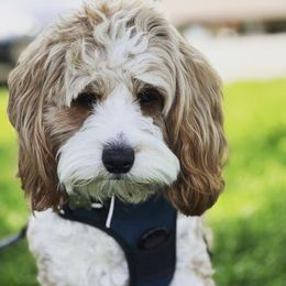 Lola - Cavapoo