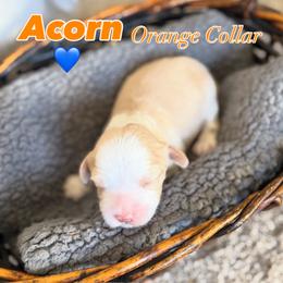 Acorn - Caramel male Australian Labradoodle puppy in Caldwell, Idaho from Leila Pearson