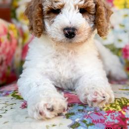 Pearl - female Bernedoodle puppy in Clinton, Oklahoma from Golden Paws Fur Babies
