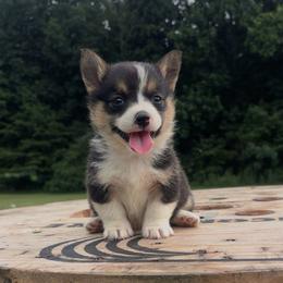 Sky Blue Collar - Black and tan female Pembroke Welsh Corgi puppy in Boaz, Alabama from Brumblow’s Kennel