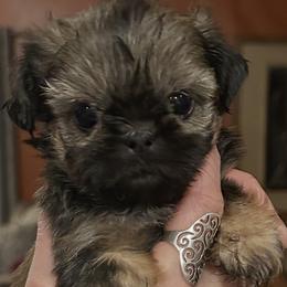Marinara - Red female Shih Tzu puppy in Nekoosa, Wisconsin from Brox Acres House of Fur LLC