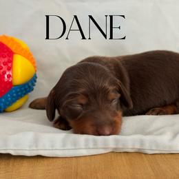 Dane - Chocolate and tan male Dachshund puppy in Staley, North Carolina from Langley Farms Dachshunds