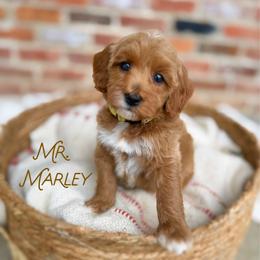 Mr. Marley - Red  male Goldendoodle puppy in Sacramento, California from Dandy Doodles Goldendoodles