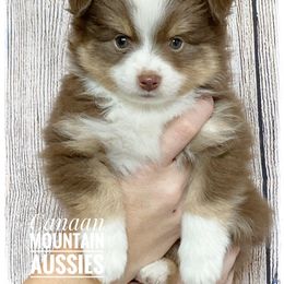 Toy Australian Shepherd Puppies from Canaan Mountain Aussies