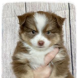 Toy Australian Shepherd Puppies from Canaan Mountain Aussies