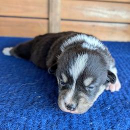 Martin Crane - Black and tan male American Corgi puppy in Shawnee, Oklahoma from Sunray Ranch