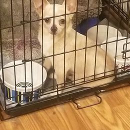 Mia - Chihuahua